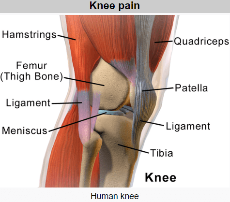 knee physiology